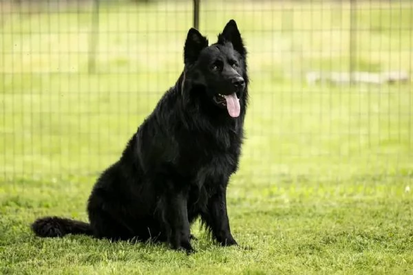 CUCCIOLI DI PASTORE TEDESCO NERO | Foto 2