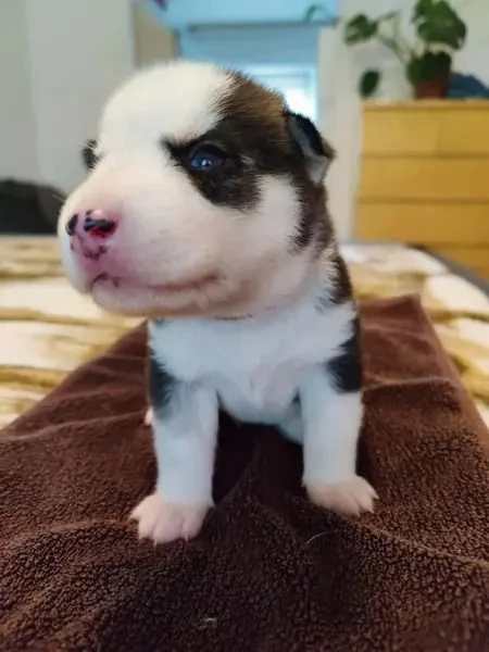 Sibirischer Husky | Foto 6