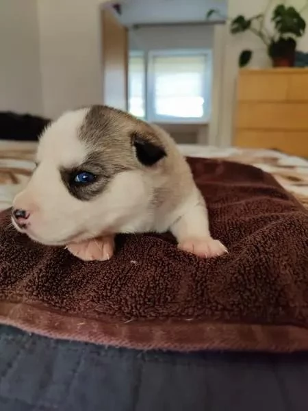 Sibirischer Husky | Foto 5