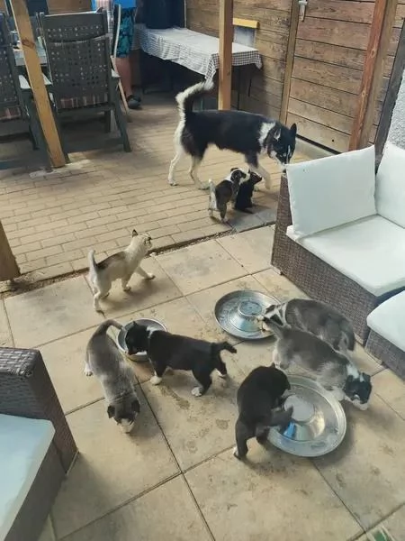 Sibirischer Husky | Foto 4