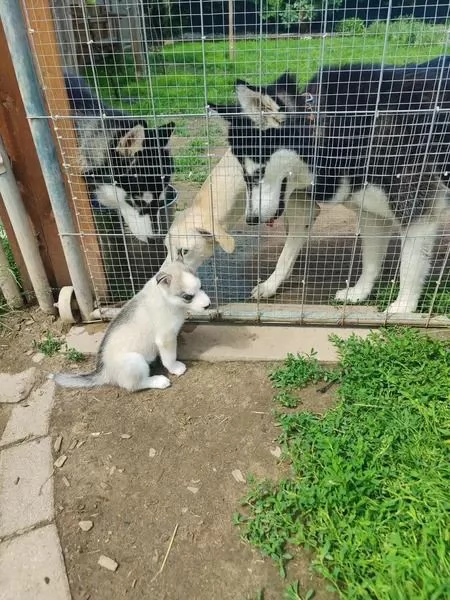 Sibirischer Husky | Foto 3