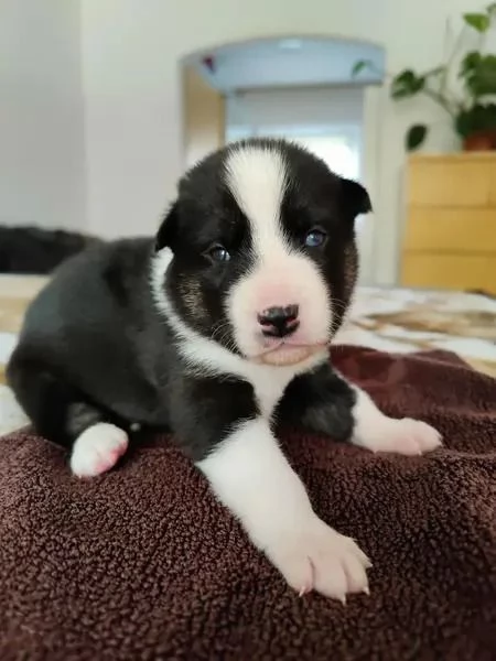 Sibirischer Husky | Foto 2