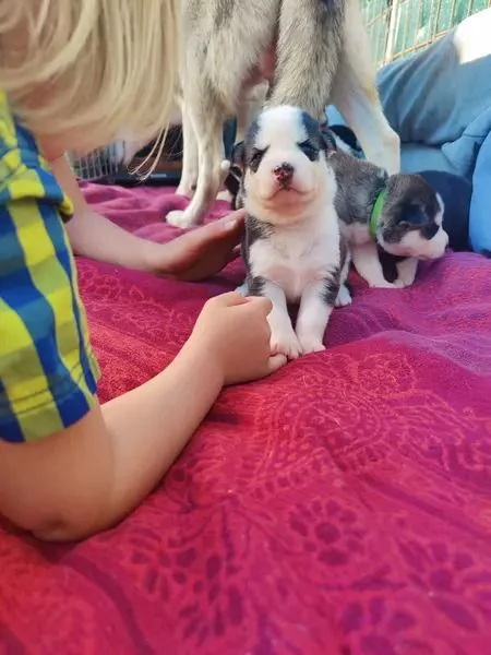 Sibirischer Husky | Foto 1