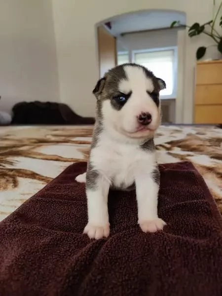 Sibirischer Husky | Foto 0