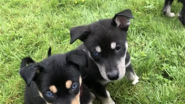 Mix Husky-Doberman | Foto 6