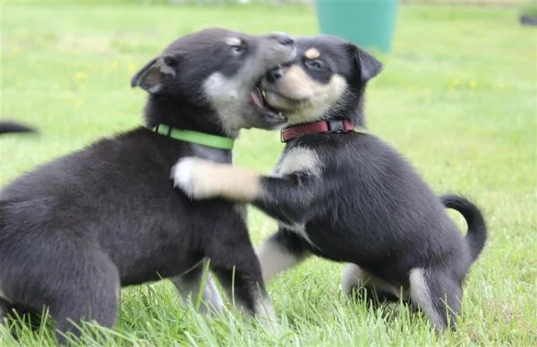 Mix Husky-Doberman | Foto 5