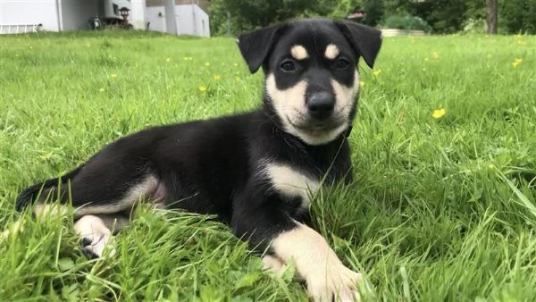 Mix Husky-Doberman | Foto 4