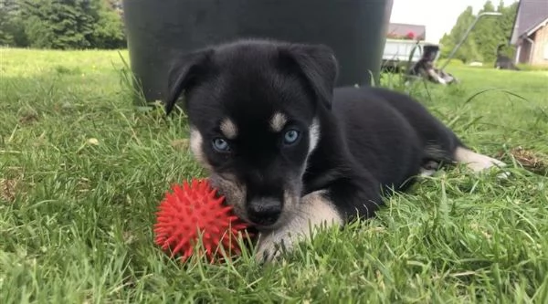 Mix Husky-Doberman | Foto 3