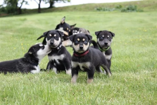 Mix Husky-Doberman | Foto 2