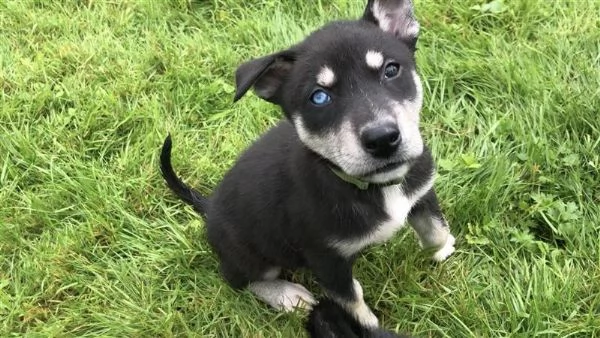 Mix Husky-Doberman | Foto 1