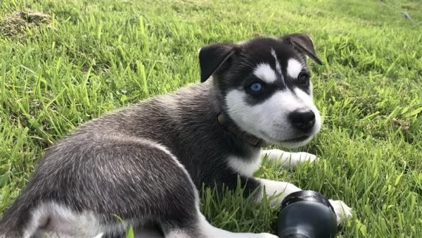 Mix Husky-Doberman | Foto 0