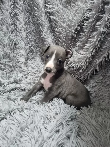 CUCCIOLI DI LEVRIERO