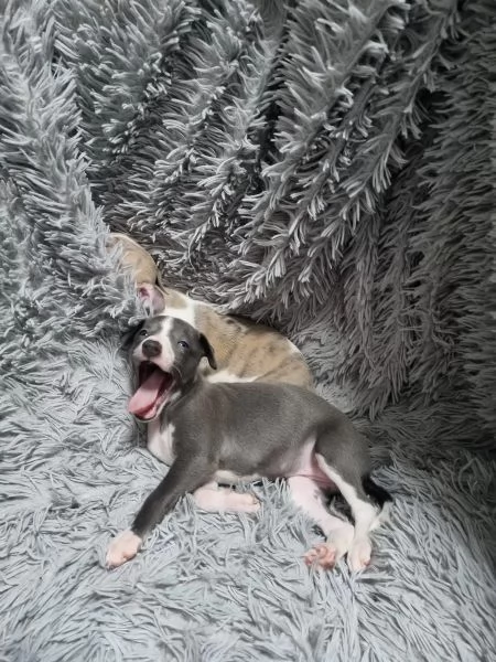 CUCCIOLI DI LEVRIERO | Foto 5