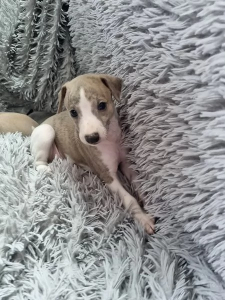 CUCCIOLI DI LEVRIERO | Foto 4