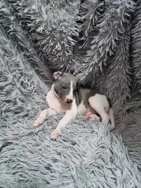 CUCCIOLI DI LEVRIERO | Foto 3