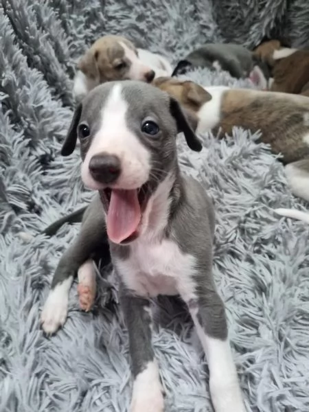 CUCCIOLI DI LEVRIERO | Foto 2