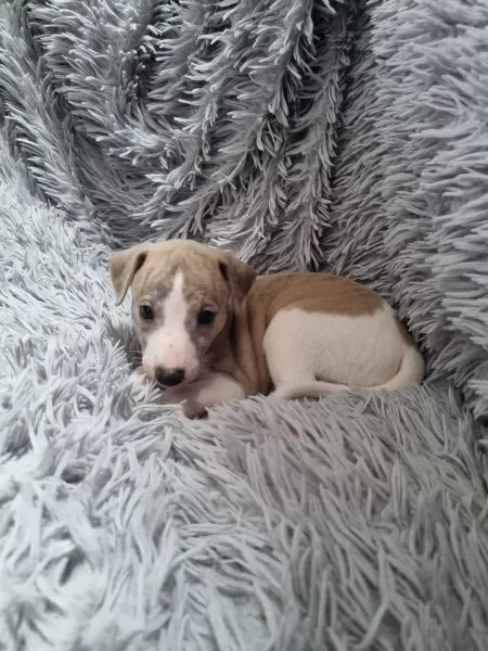 CUCCIOLI DI LEVRIERO | Foto 1