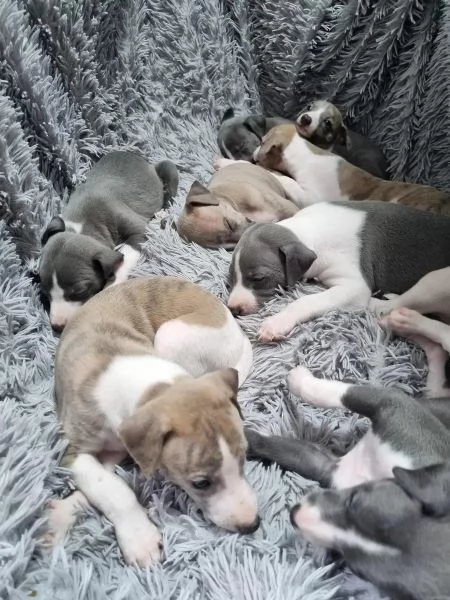 CUCCIOLI DI LEVRIERO | Foto 0