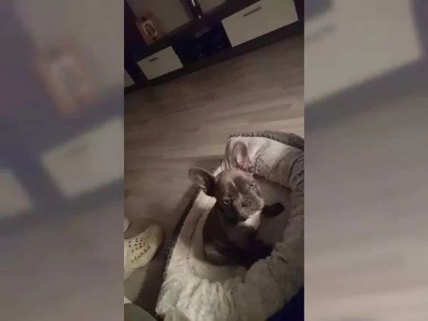 bulldog francese | Foto 6