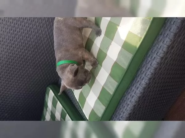 bulldog francese | Foto 5