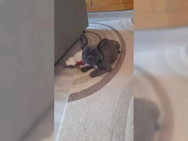 bulldog francese | Foto 4