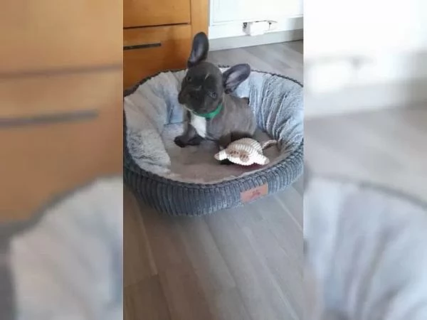 bulldog francese | Foto 3