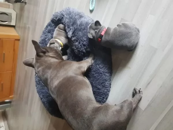 bulldog francese | Foto 2