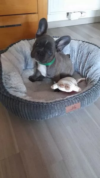 bulldog francese | Foto 1