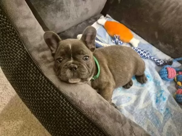 bulldog francese | Foto 0