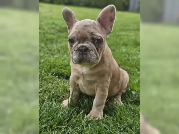 bulldog francese | Foto 5