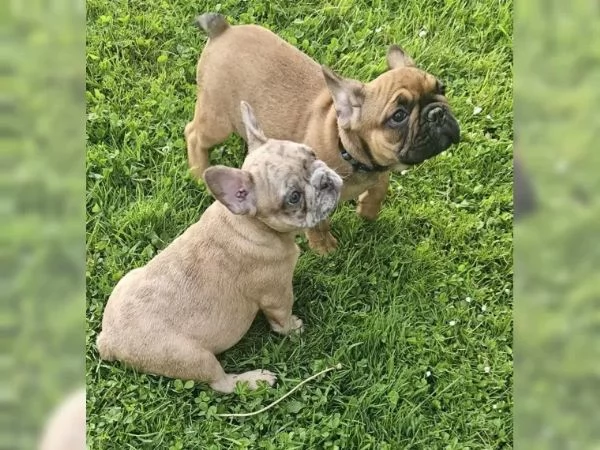 bulldog francese | Foto 4