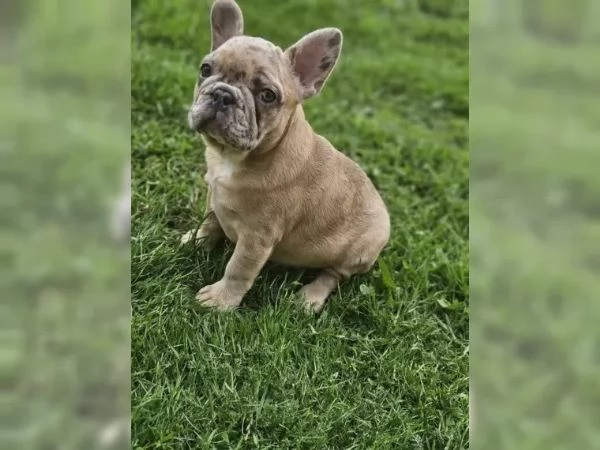 bulldog francese | Foto 2