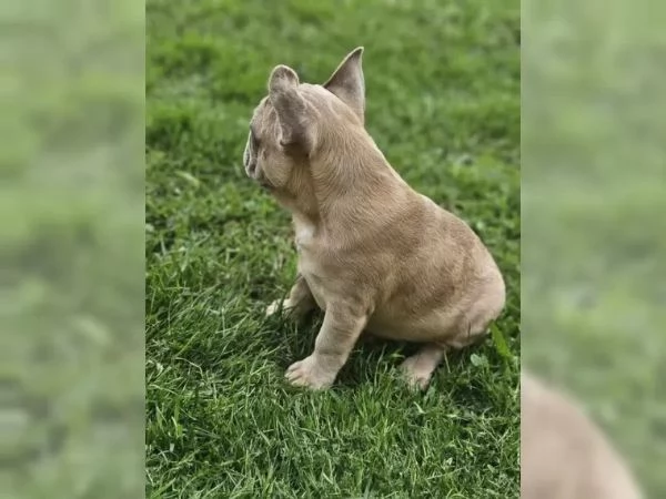 bulldog francese | Foto 1