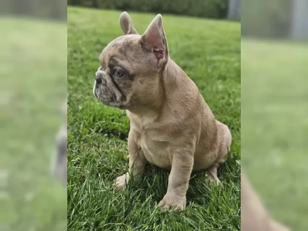bulldog francese | Foto 0