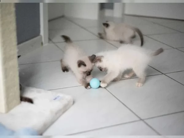 gattini siamesi di razza | Foto 4