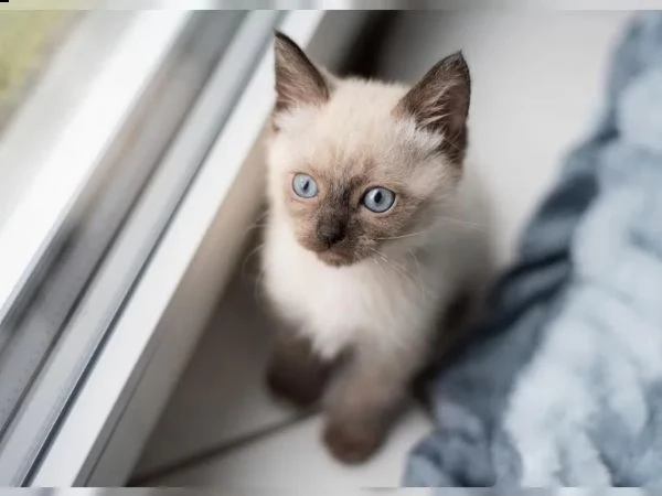 gattini siamesi di razza | Foto 3