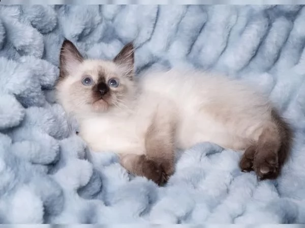 gattini siamesi di razza | Foto 2