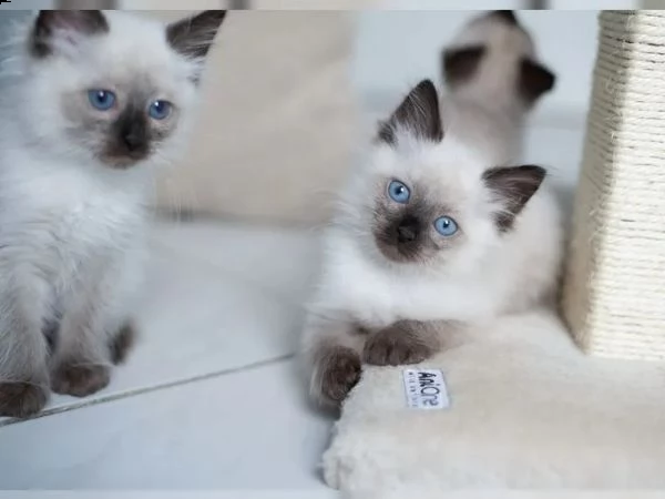 gattini siamesi di razza | Foto 1