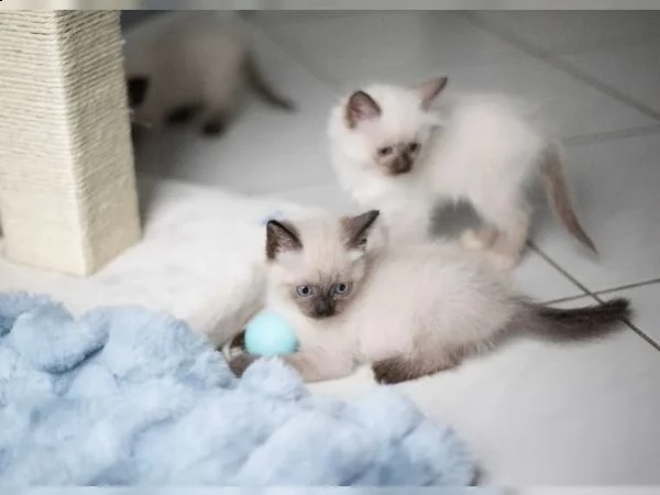 gattini siamesi di razza | Foto 0