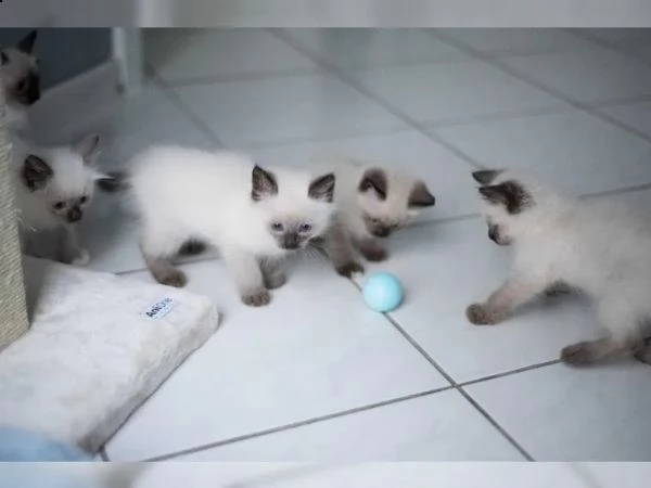 gattini siamesi di razza