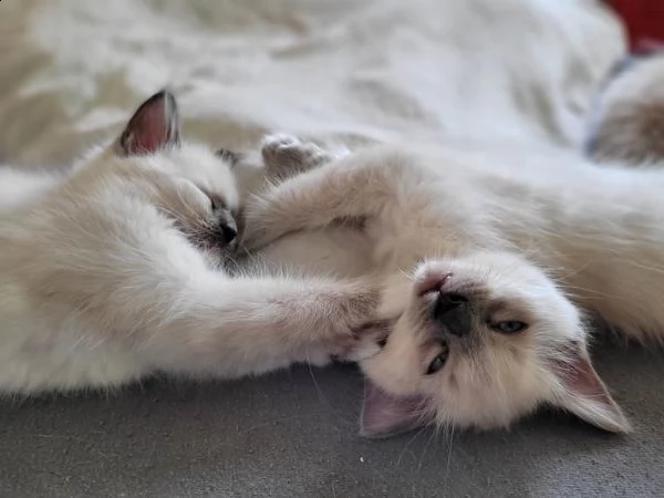 dolci gattini ragdoll per case amorevoli | Foto 6