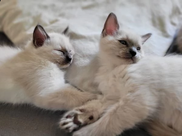 dolci gattini ragdoll per case amorevoli | Foto 5