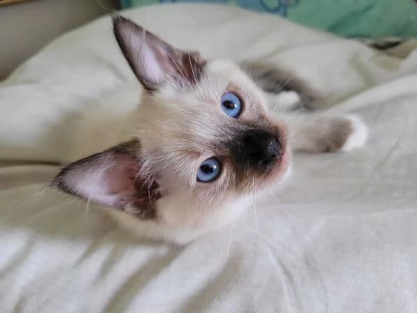 dolci gattini ragdoll per case amorevoli | Foto 1