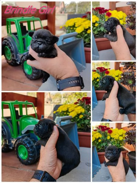 bulldog francese cuccioli | Foto 4