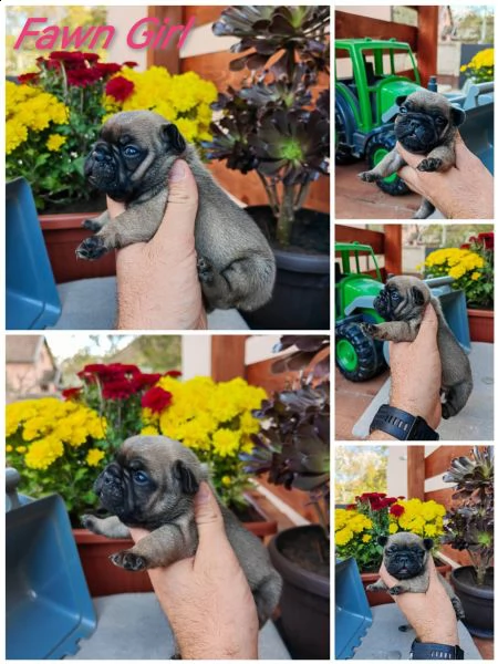 bulldog francese cuccioli