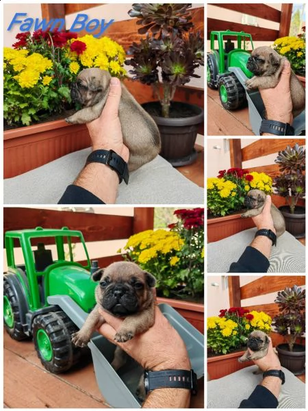 bulldog francese cuccioli | Foto 3