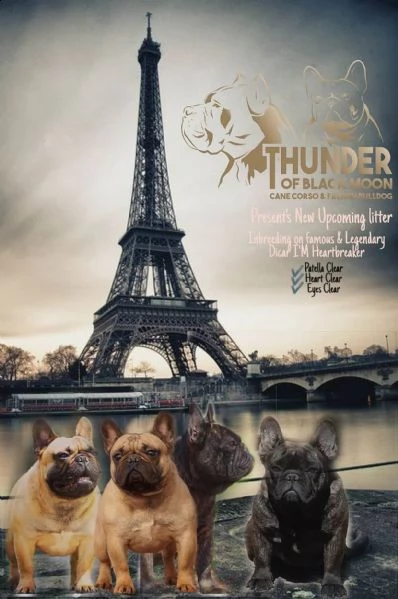 bulldog francese cuccioli | Foto 2