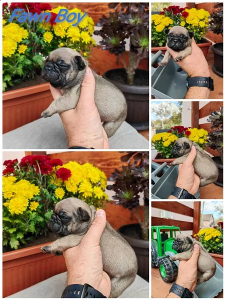 bulldog francese cuccioli | Foto 1