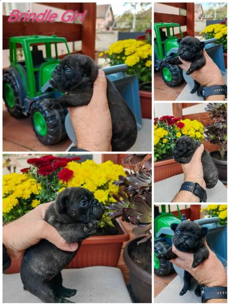 bulldog francese cuccioli | Foto 0