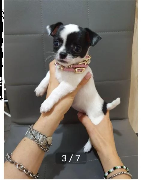 regalo cuccioli di chihuahua whatsapp ( 0039 353 317 4023 ) | Foto 3